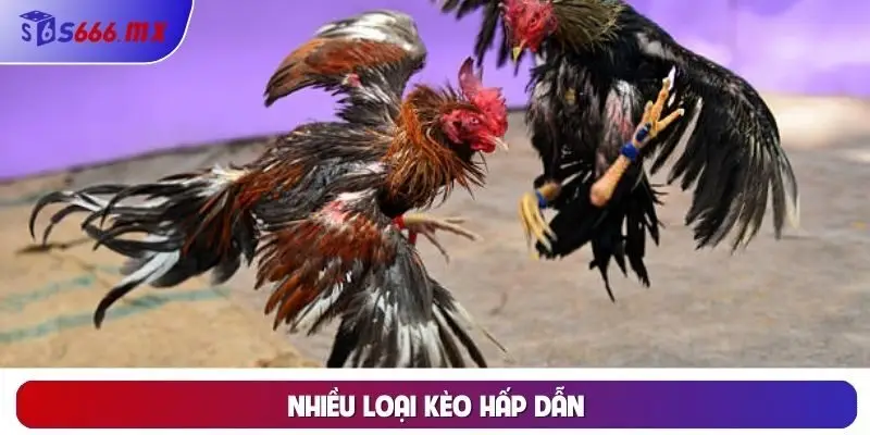 Nhiều loại kèo hấp dẫn