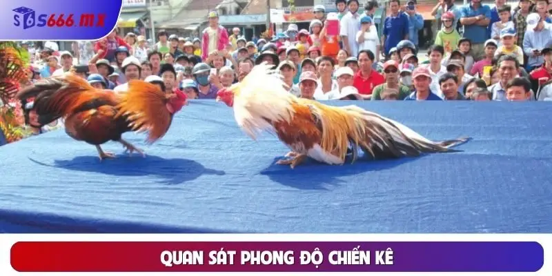 Quan sát phong độ chiến kê